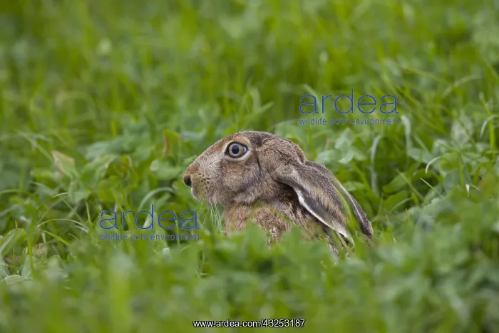  : European Brown Hare - adult hare - Germany