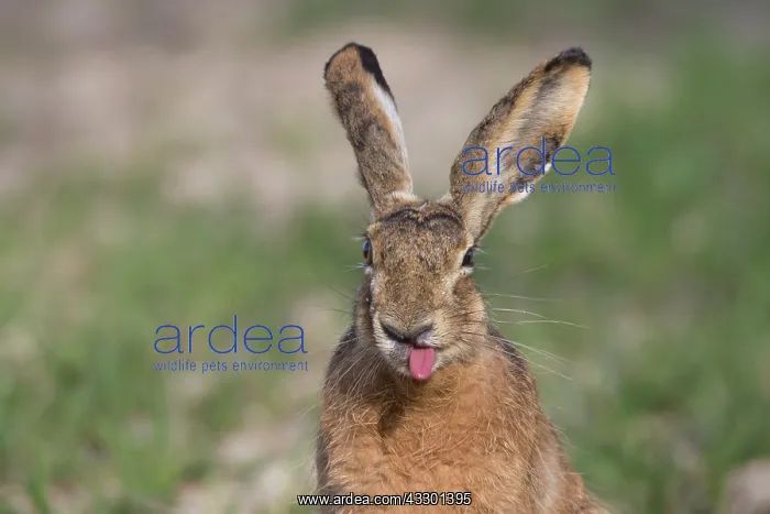 : European Brown Hare - adult hare - Germany : European Brown Hare - adult hare - Germany