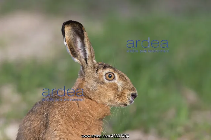 : European Brown Hare - adult hare - Germany : European Brown Hare - adult hare - Germany