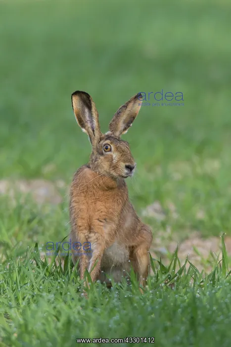 : European Brown Hare - adult hare - Germany : European Brown Hare - adult hare - Germany