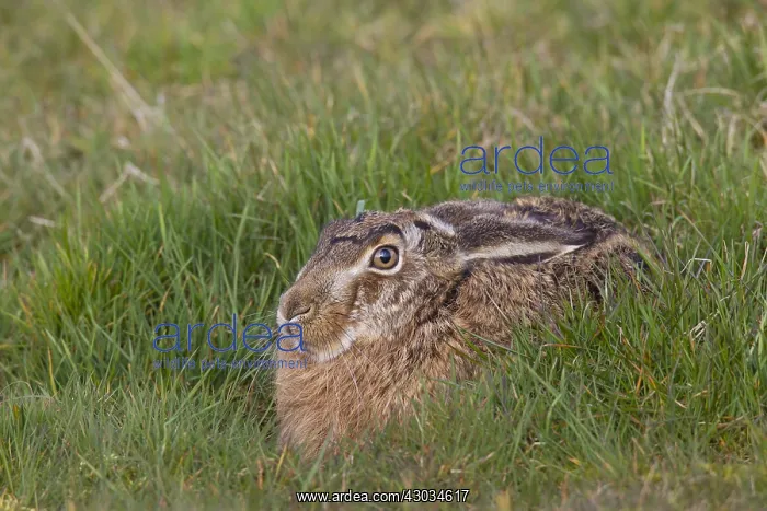 : European Brown Hare - adult hare hiding - Germany : European Brown Hare - adult hare hiding - Germany