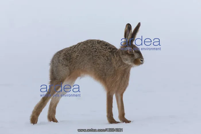 : European Brown Hare - adult hare in snow - Germany : European Brown Hare - adult hare in snow - Germany