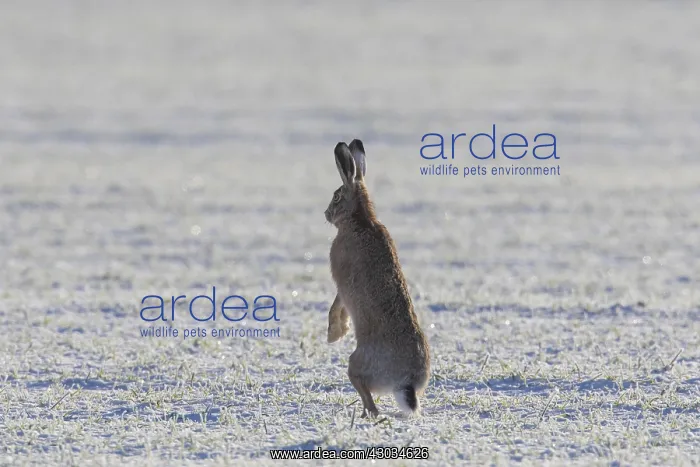 : European Brown Hare - adult hare in snow - Germany : European Brown Hare - adult hare in snow - Germany