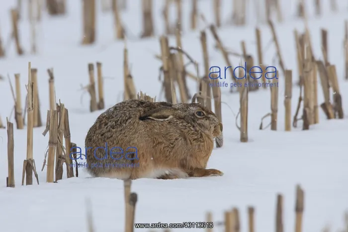 : European Brown Hare - adult hare in snow - Germany : European Brown Hare - adult hare in snow - Germany