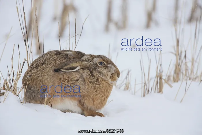 : European Brown Hare - adult hare in snow - Germany : European Brown Hare - adult hare in snow - Germany