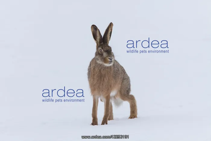 : European Brown Hare - adult hare in snow - Germany : European Brown Hare - adult hare in snow - Germany