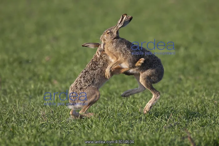 : European Brown Hare - adult hares boxing - Germany : European Brown Hare - adult hares boxing - Germany