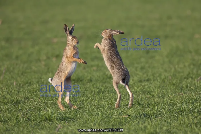 : European Brown Hare - adult hares boxing - Germany : European Brown Hare - adult hares boxing - Germany