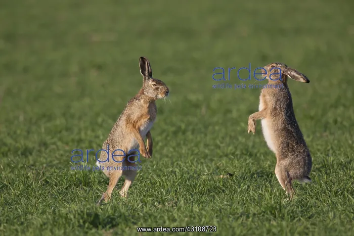 : European Brown Hare - adult hares boxing - Germany : European Brown Hare - adult hares boxing - Germany