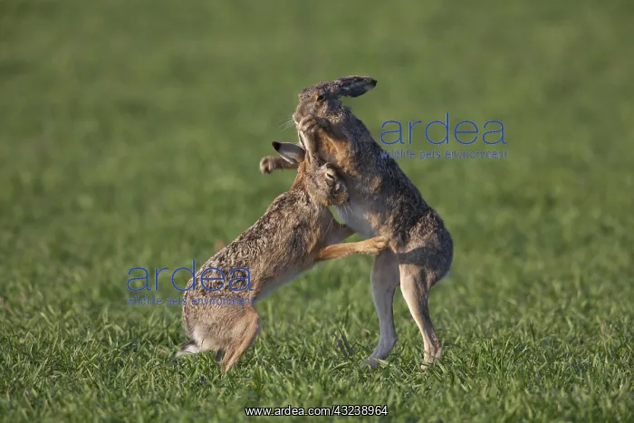 : European Brown Hare - adult hares boxing - Germany : European Brown Hare - adult hares boxing - Germany