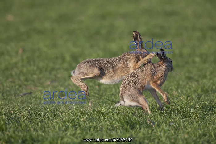 : European Brown Hare - adult hares boxing - Germany : European Brown Hare - adult hares boxing - Germany