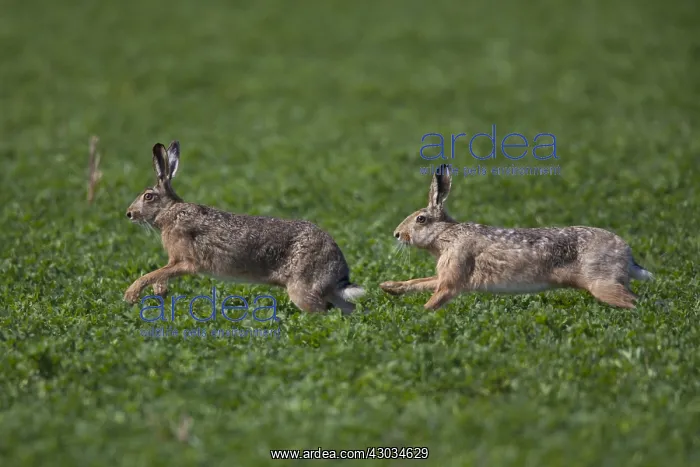 : European Brown Hare - adult hares runnng - Germany : European Brown Hare - adult hares runnng - Germany
