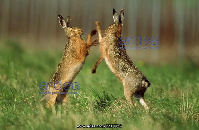 : European Brown HARE - boxing : European Brown HARE - boxing