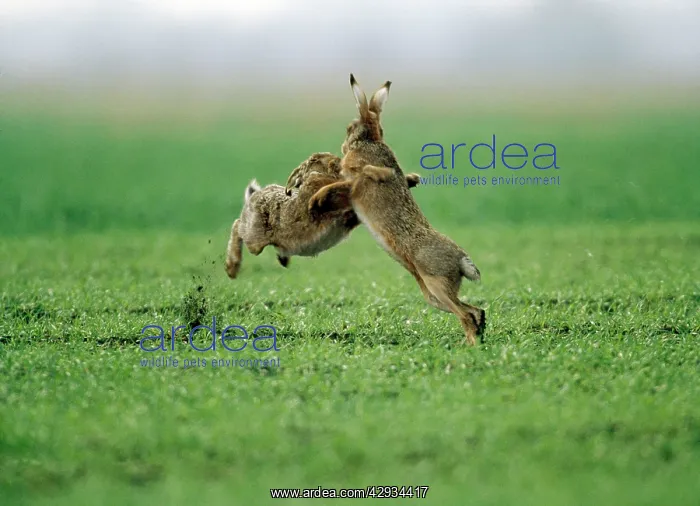  : European Brown HARE - two boxing