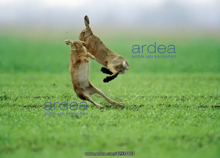 : European Brown Hare - two boxing : European Brown Hare - two boxing