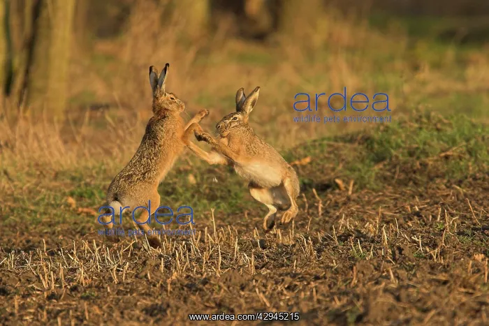 : European Brown HARE - boxing in mating season : European Brown HARE - boxing in mating season