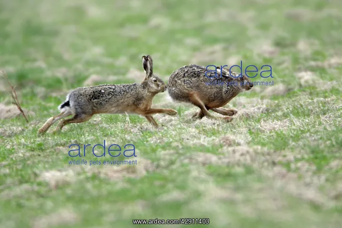 : European Brown HARE - buck chasing doe, courtship behaviour : European Brown HARE - buck chasing doe, courtship behaviour