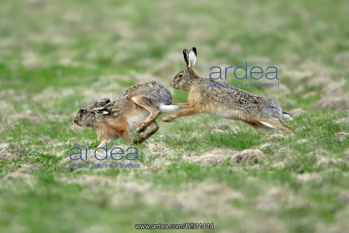 : European Brown HARE - buck chasing doe, courtship behaviour : European Brown HARE - buck chasing doe, courtship behaviour
