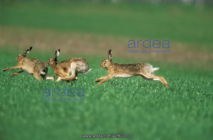  : European Brown HARE - buck chasing doe, sexual
