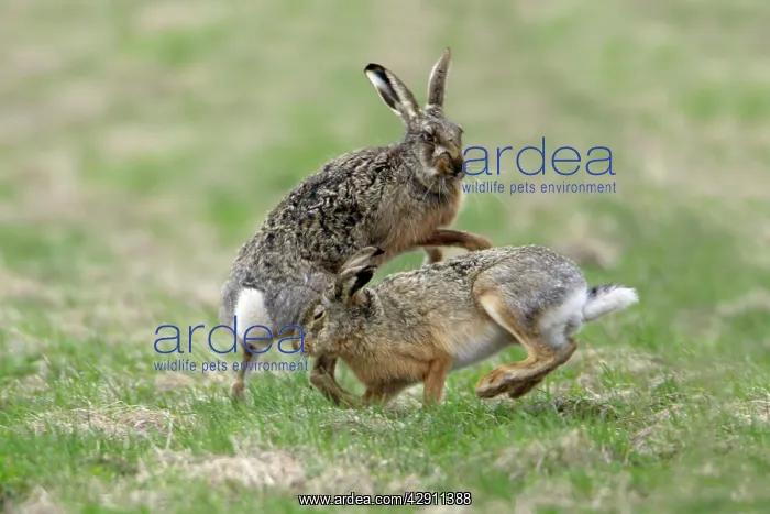 : European Brown HARE - buck and doe showing courting : European Brown HARE - buck and doe showing courting