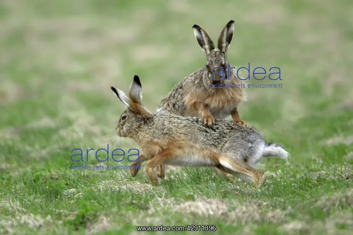 : European Brown HARE - buck and doe showing courting : European Brown HARE - buck and doe showing courting