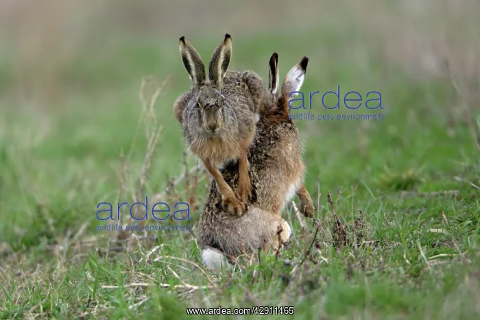 : European Brown HARE - buck and doe showing courting : European Brown HARE - buck and doe showing courting