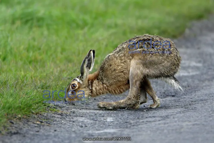 : European Brown Hare - Buck sniffing scent left behind by doe : European Brown Hare - Buck sniffing scent left behind by doe
