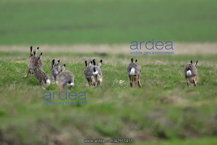 : European Brown HARE - bucks chasing doe during : European Brown HARE - bucks chasing doe during