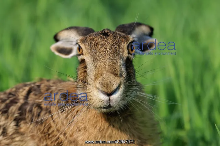 : European Brown HARE - close-up with ears back : European Brown HARE - close-up with ears back