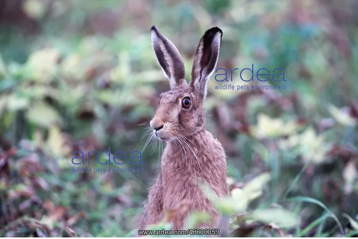 : European Brown HARE - close-up of head and shoulders : European Brown HARE - close-up of head and shoulders