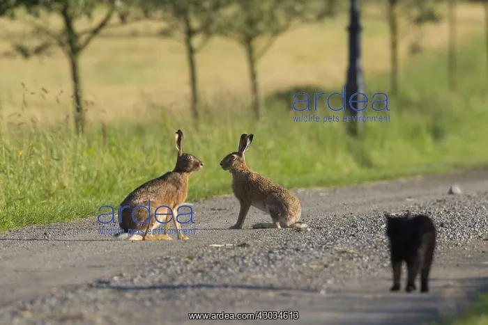 : European Brown Hare - domestic cat watching two : European Brown Hare - domestic cat watching two