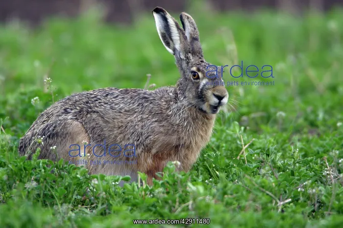 : European Brown HARE - eating clover on fallow land : European Brown HARE - eating clover on fallow land