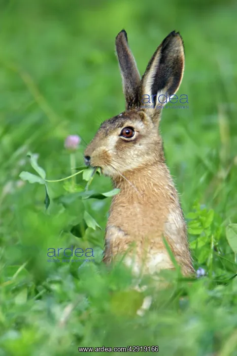 : European Brown HARE - eating clover leaves : European Brown HARE - eating clover leaves