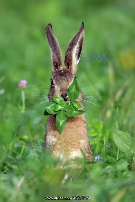 : European Brown HARE - eating clover leaves : European Brown HARE - eating clover leaves
