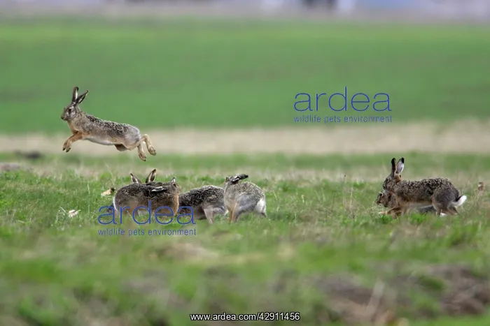 : European Brown HARE - excited bucks chasing and : European Brown HARE - excited bucks chasing and