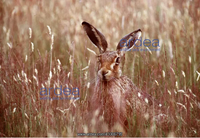: European Brown HARE - front facing : European Brown HARE - front facing