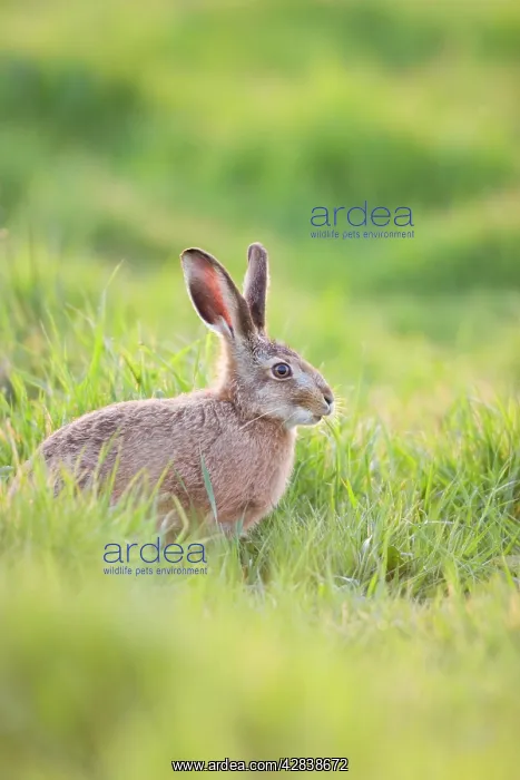 : European Brown HARE - feeding on grass : European Brown HARE - feeding on grass