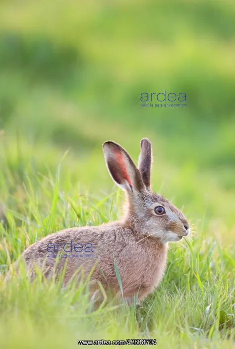 : European Brown HARE - feeding on grass : European Brown HARE - feeding on grass