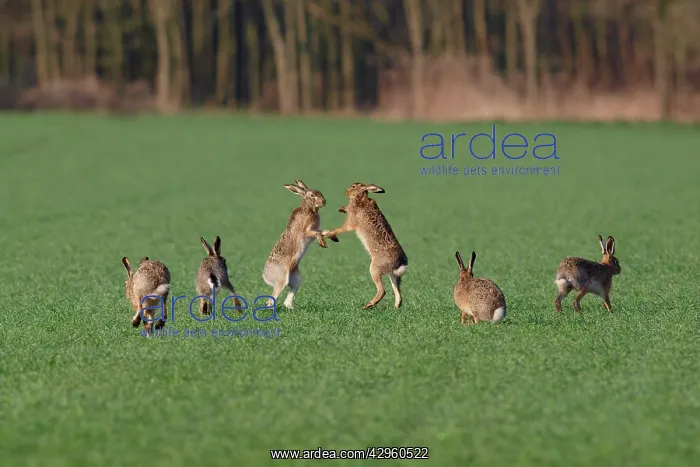 : European / Brown Hare - fighting in mating season : European / Brown Hare - fighting in mating season