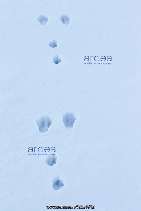  : European Brown Hare footprint in snow
