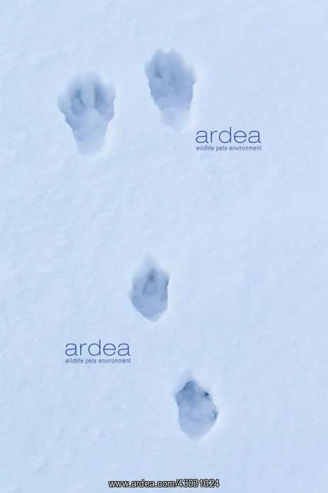  : European Brown Hare footprint in snow
