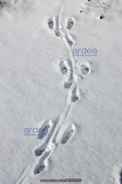 : European Brown HARE - footprints in the snow : European Brown HARE - footprints in the snow