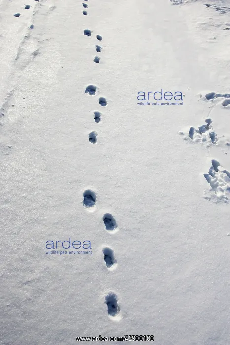 : European Brown HARE - footprints in the snow : European Brown HARE - footprints in the snow