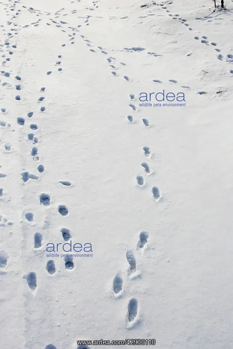: European Brown HARE - footprints in the snow : European Brown HARE - footprints in the snow