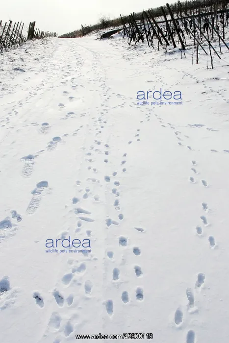 : European Brown HARE - footprints in the snow : European Brown HARE - footprints in the snow