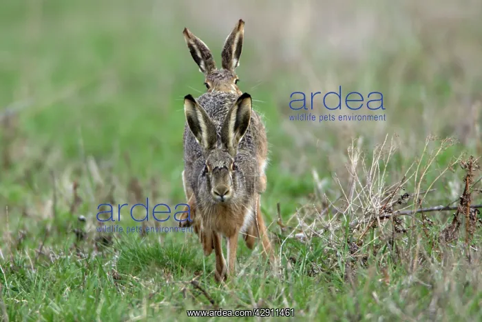 : European Brown HARE - frontal view, buck chasing doe : European Brown HARE - frontal view, buck chasing doe