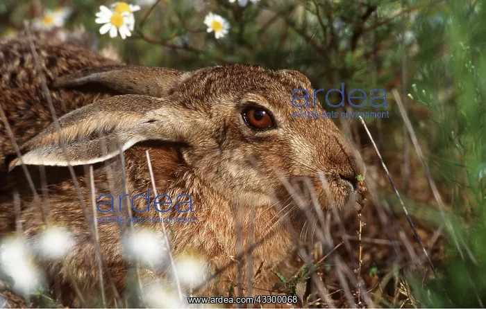 : European Brown HARE - hiding in grass : European Brown HARE - hiding in grass