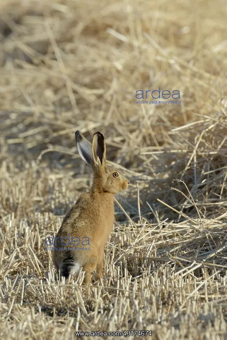 : European brown hare (Lepus europaeus), Hesse, Germany : European brown hare (Lepus europaeus), Hesse, Germany