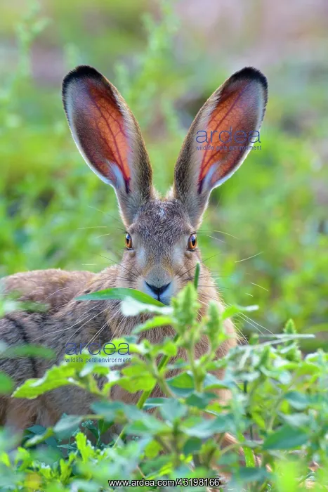 : European brown hare (Lepus europaeus), Hesse, Germany : European brown hare (Lepus europaeus), Hesse, Germany