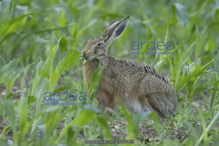 : European brown hare (Lepus europaeus) adult animal eating a maize leaf in a farmland field in the summer : European brown hare (Lepus europaeus) adult animal eating a maize leaf in a farmland field in the summer